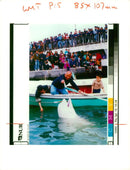 Animal brigthness whales. - Vintage Photograph