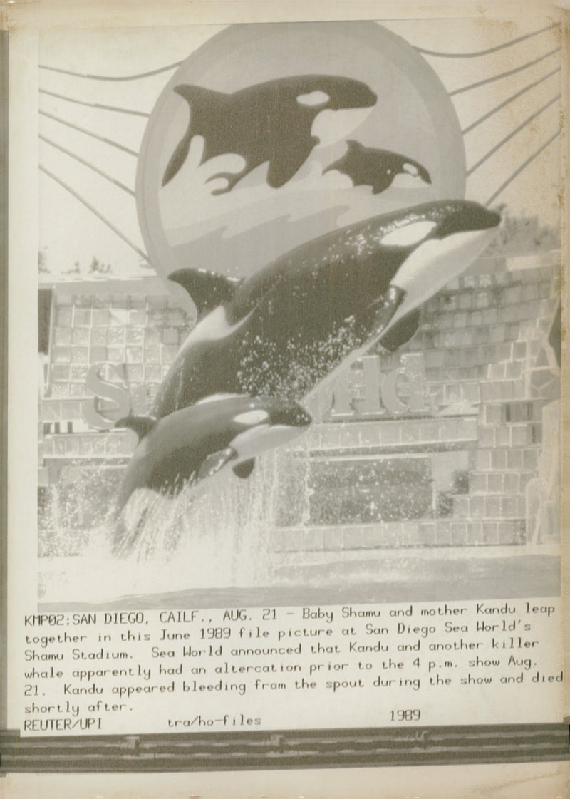 Animal whales. - Vintage Photograph