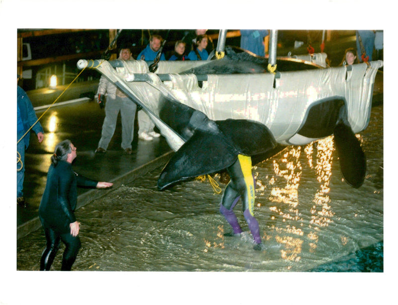 Animal whales. - Vintage Photograph