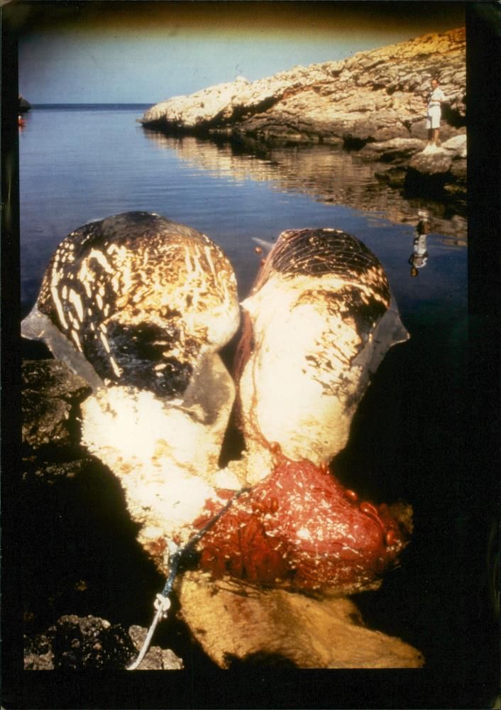 Animal whales. - Vintage Photograph