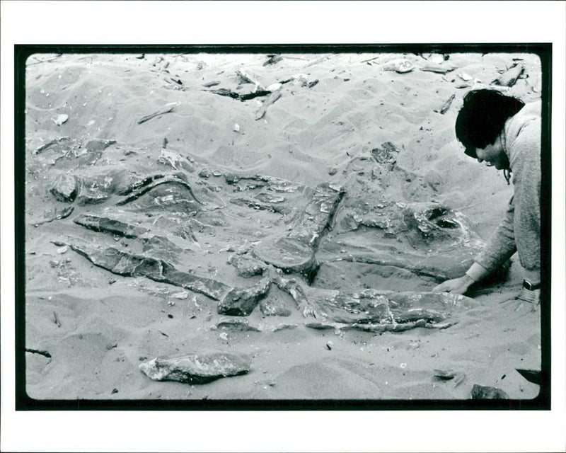 An animal fossil in the film set - Vintage Photograph