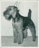 Dogs: Welsh Terrier - Vintage Photograph