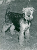 Dogs: Welsh Terrier - Vintage Photograph