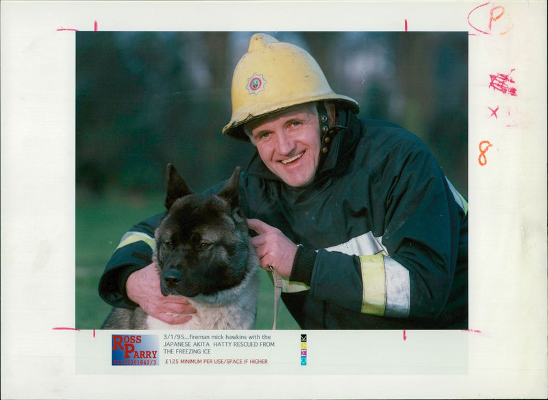 Dogs: Akita: Mick Hawkins - Vintage Photograph