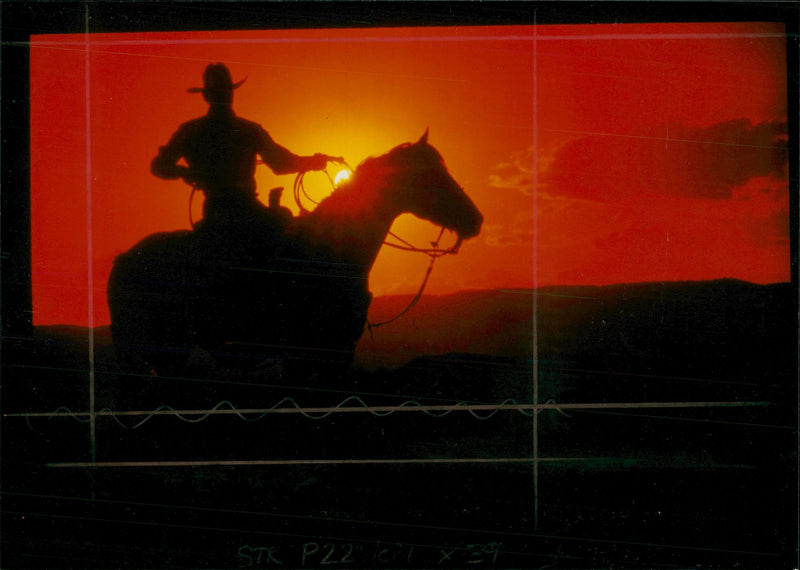 Cowboy. - Vintage Photograph