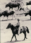 Texan cowboy with cattle outside dallas texas USA. - Vintage Photograph