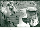 Pelicans Bird. - Vintage Photograph