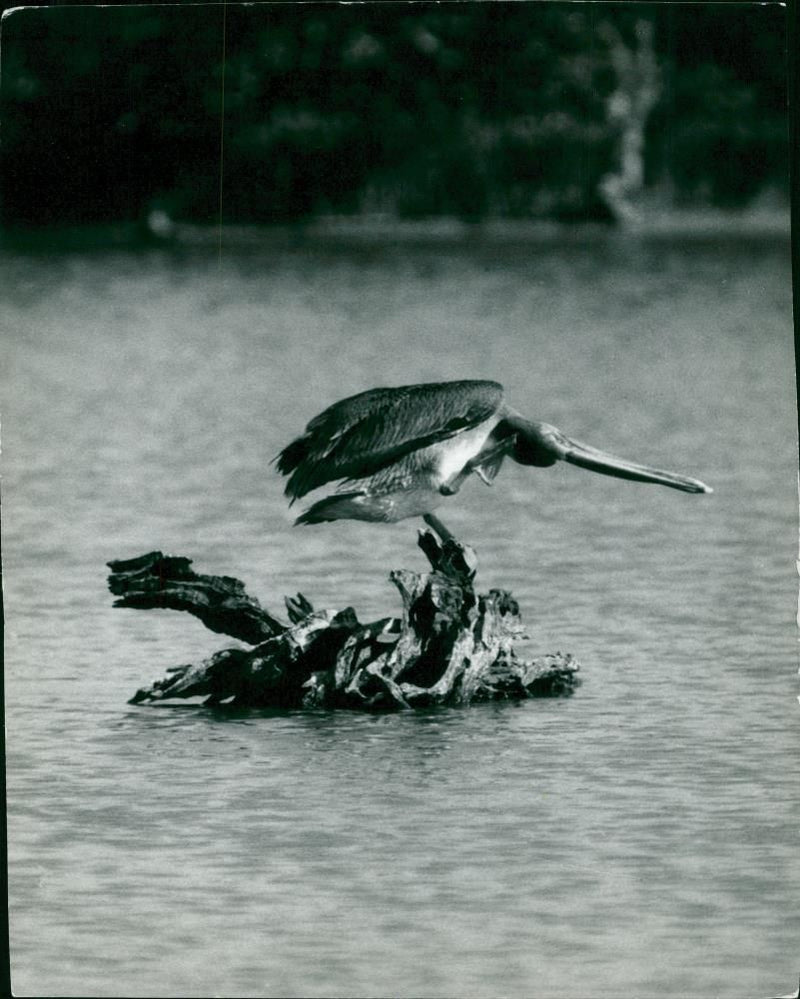 Pelicans Bird. - Vintage Photograph