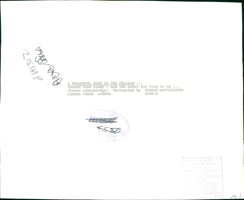 Pelicans Bird. - Vintage Photograph