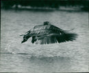 Pelicans Bird. - Vintage Photograph