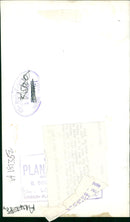 Pelicans Bird. - Vintage Photograph