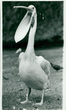 Pelicans Bird. - Vintage Photograph