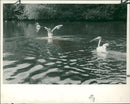 Pelicans Bird. - Vintage Photograph