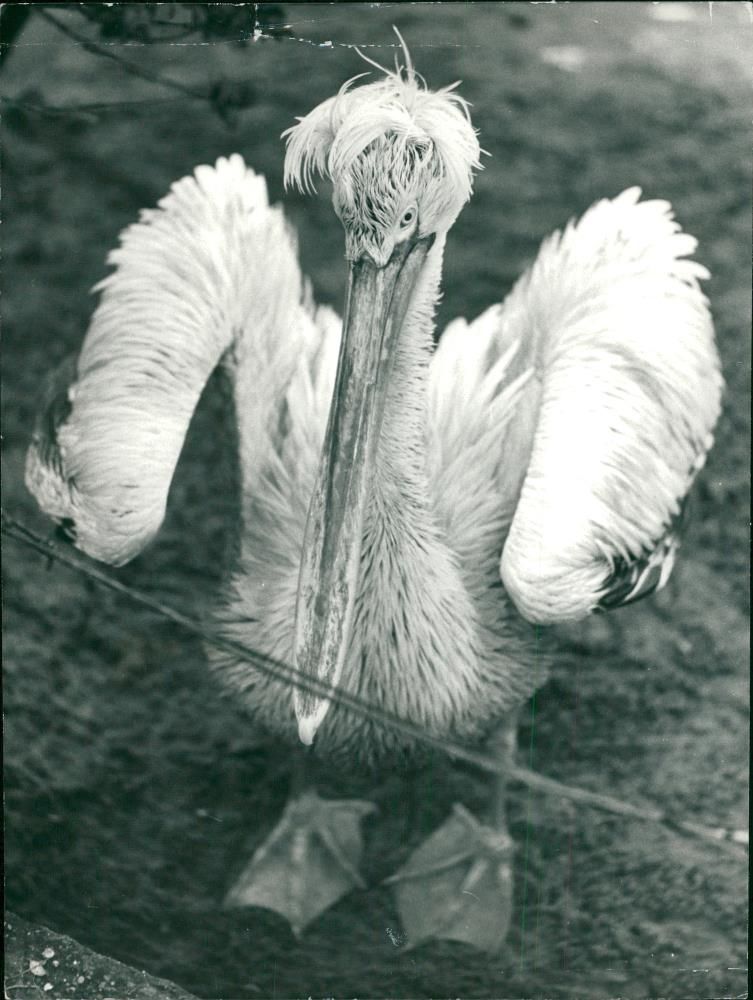 Pelicans Bird. - Vintage Photograph