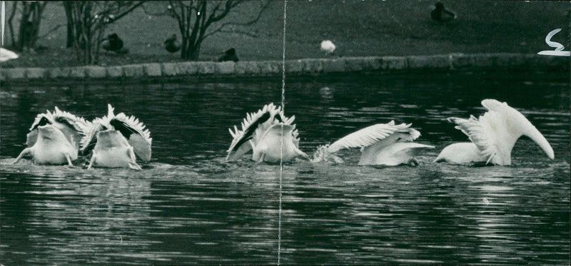 Pelicans Bird. - Vintage Photograph