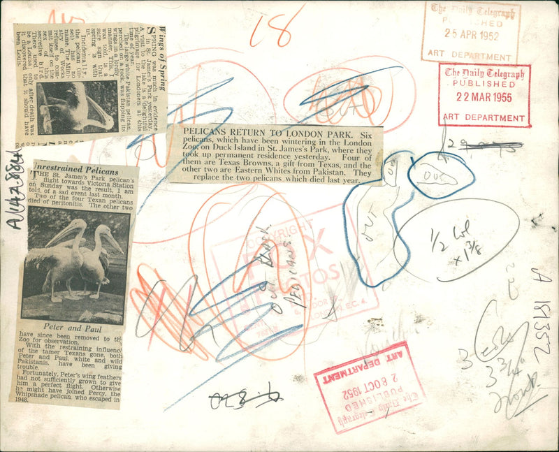 Pelicans Bird. - Vintage Photograph