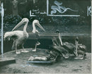 Pelicans Bird. - Vintage Photograph