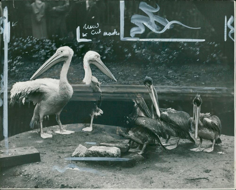 Pelicans Bird. - Vintage Photograph