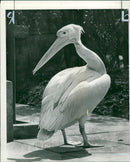 Pelicans Bird. - Vintage Photograph
