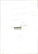 Flower : camellia japonica. - Vintage Photograph