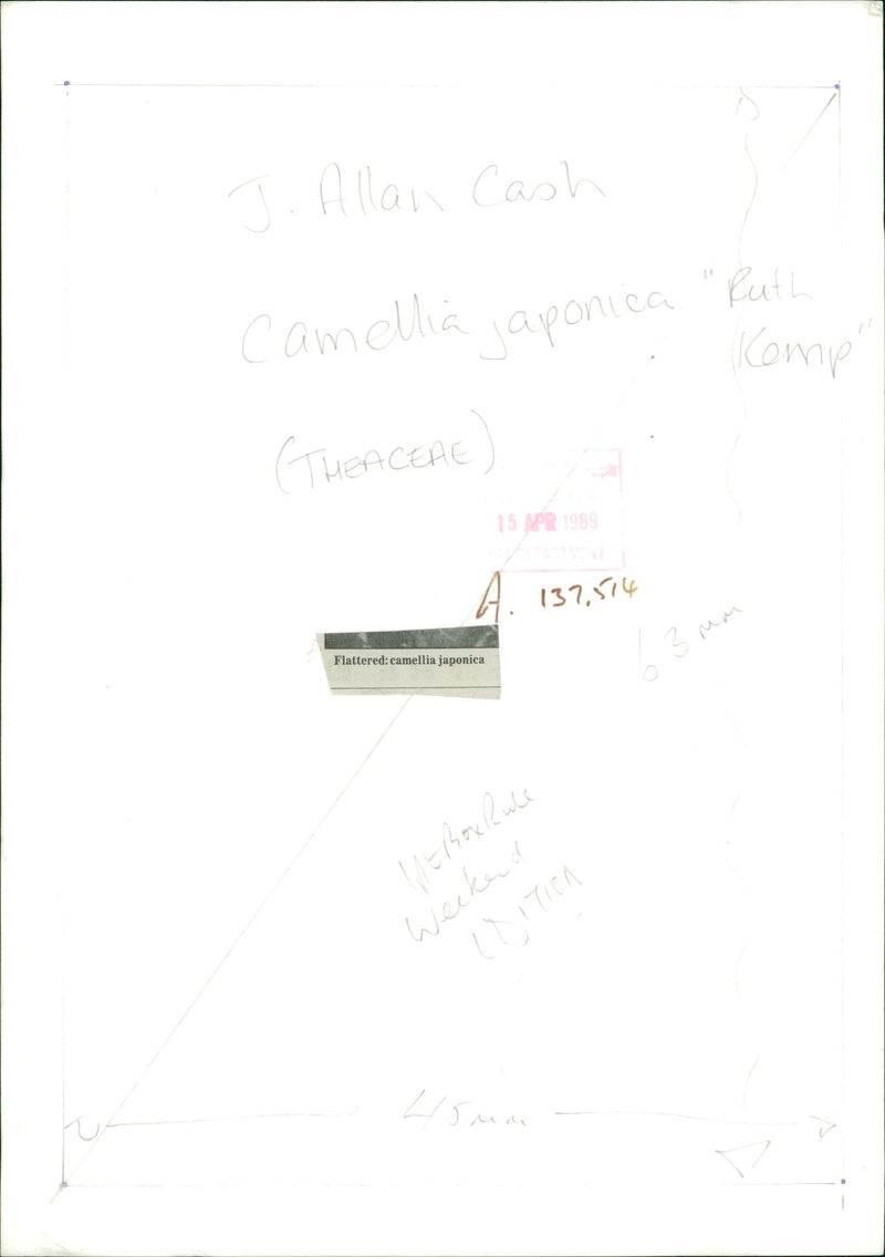 Flower : camellia japonica. - Vintage Photograph