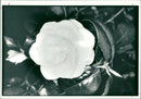 Flower : camellia japonica. - Vintage Photograph