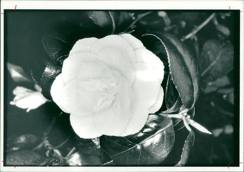 Flower : camellia japonica. - Vintage Photograph