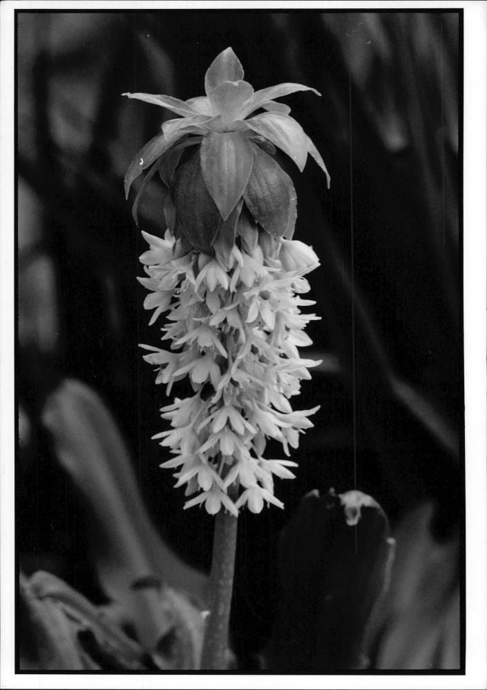 Flower : - Vintage Photograph