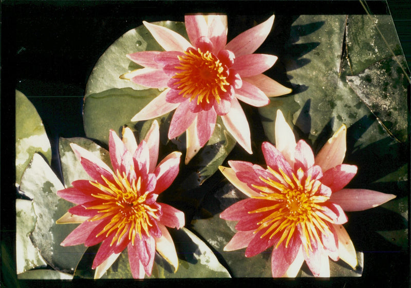 Flower : tropicla newton. - Vintage Photograph