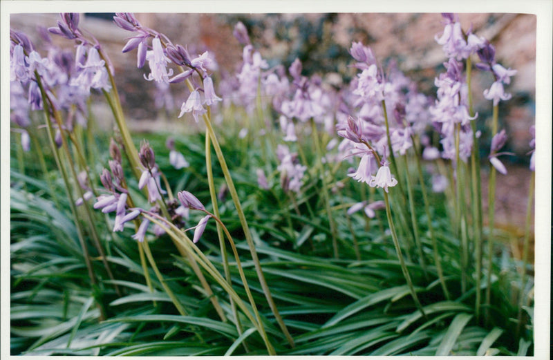 Flower : blue bells. - Vintage Photograph