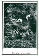 Flower : meconopsis. - Vintage Photograph