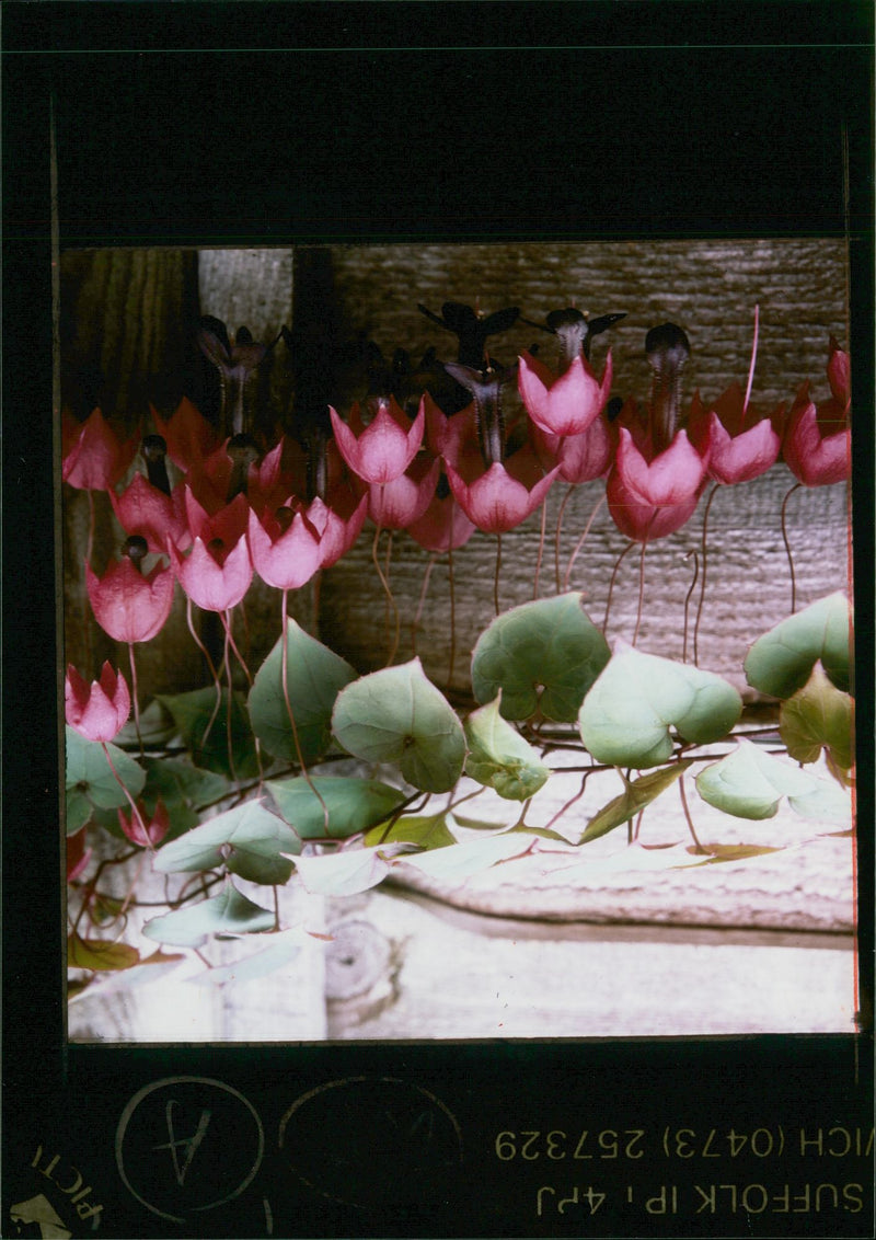 Flower : rhodochiton. - Vintage Photograph