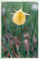 Flower : wilsey - Vintage Photograph
