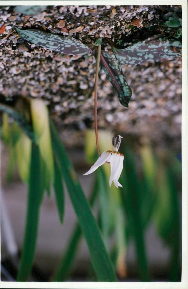 Flower :denis canis - Vintage Photograph