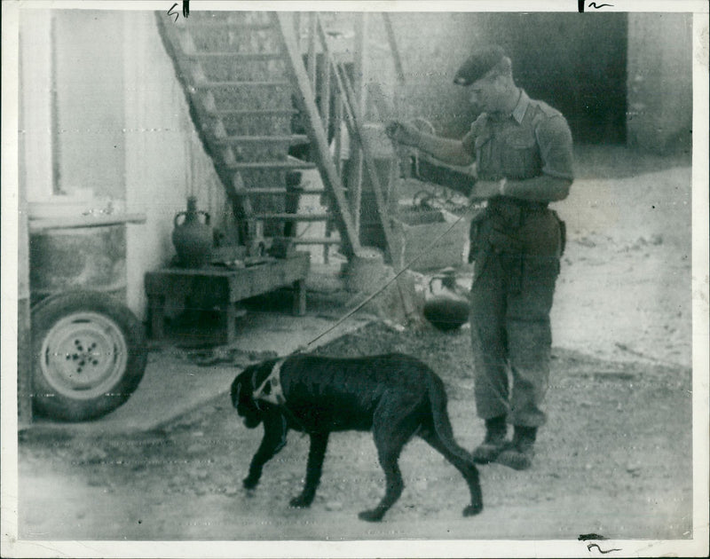 Dog at scene of Cyprus murder. - Vintage Photograph