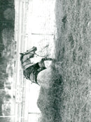 Vurpa on TÃ¤by's new straw path - Vintage Photograph