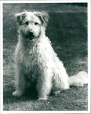 Tv Progs Woof. - Vintage Photograph