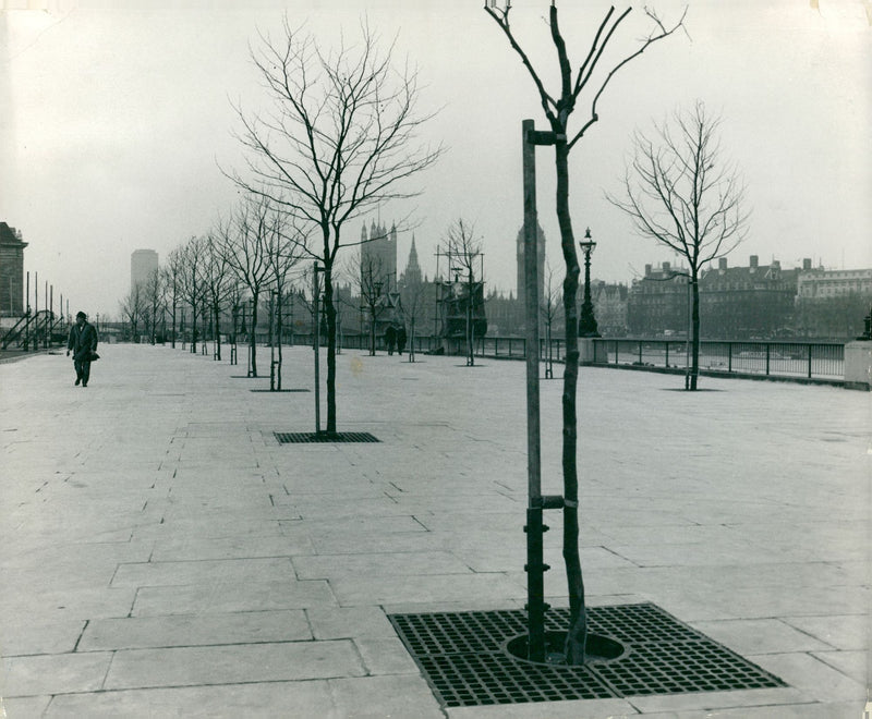 An Avenue Of Plane Trees Which Has Been Planted. - Vintage Photograph