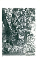 'Landscape:Trees in a wood' - Vintage Photograph