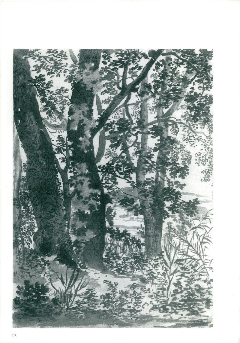 'Landscape:Trees in a wood' - Vintage Photograph