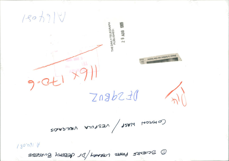 Common wasp. - Vintage Photograph