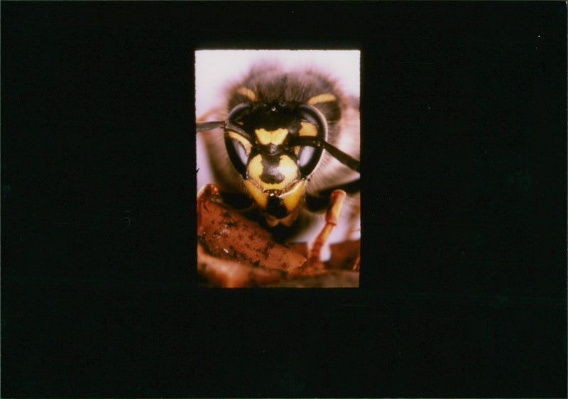 Common wasp. - Vintage Photograph