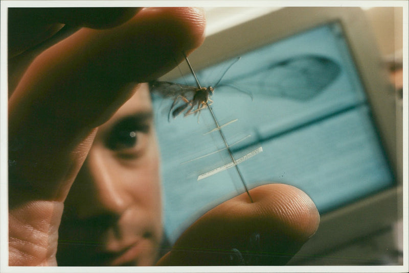 Dr.Paul Weers and Parasitoid Wasp. - Vintage Photograph