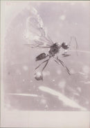 Ancient Wasp. - Vintage Photograph