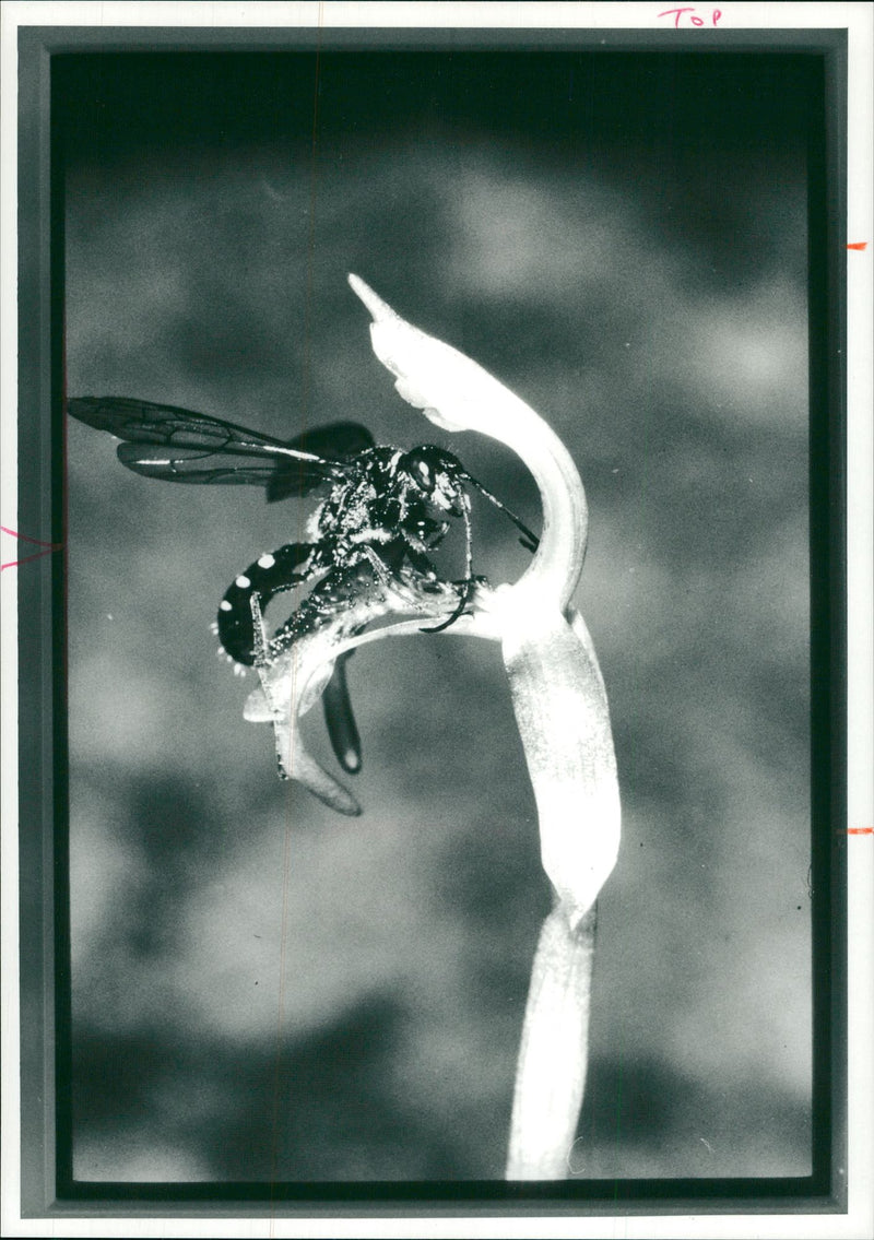 Male Wasp. - Vintage Photograph