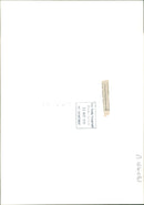 A Female Trichogramma Wasps. - Vintage Photograph