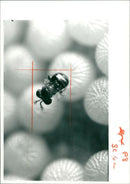 A Female Trichogramma Wasps. - Vintage Photograph