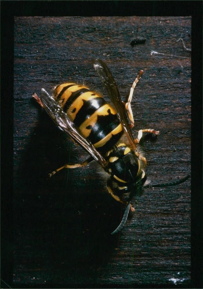 Common Wasp. - Vintage Photograph