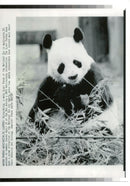 Giant panda Animal "Hsing-Hsing". - Vintage Photograph