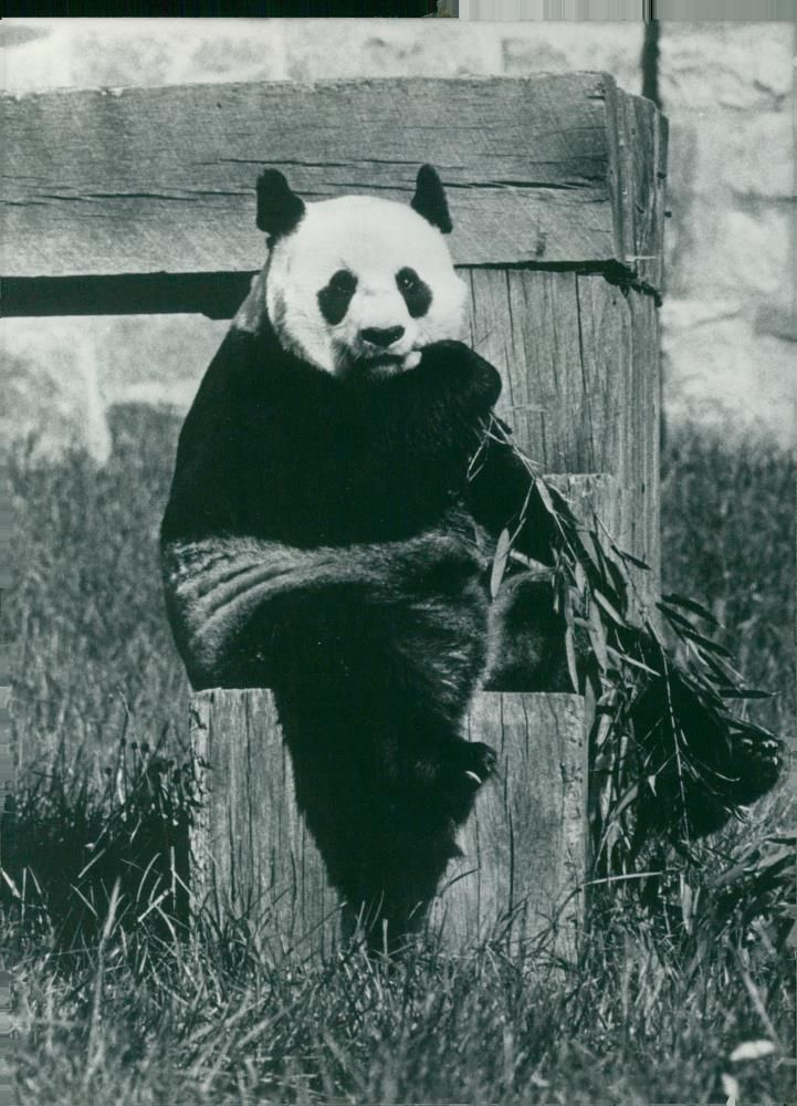 Giant panda Animal - Vintage Photograph